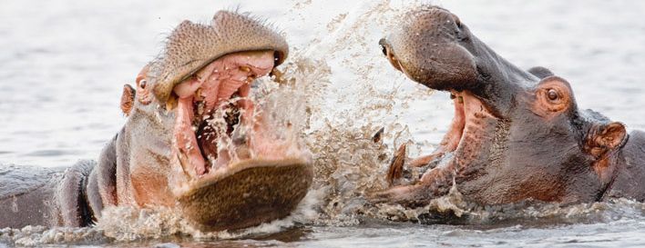 shutterstock 42141694