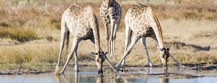 Giraffe Okavango Delta Botswana