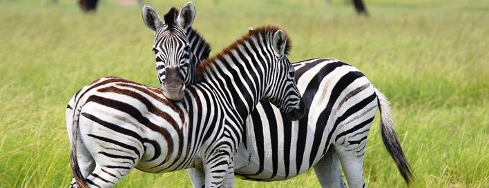 shutterstock 9696508