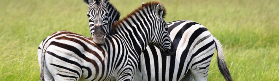 shutterstock 9696508